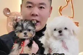 马尔济斯VS约克夏 你会选择哪一个 #约克夏幼犬 #萌宠出道计划 #约克夏多少钱一只 #约克夏 #成都约克夏之家视频封面