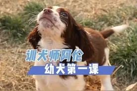 幼犬我们可以拿什么训练呢？#如何训练小狗 #狗狗训练技巧 #史宾格 #训犬教程 #幼犬训练教程视频封面