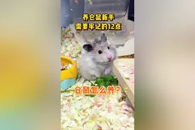 仓鼠怎么养？养仓鼠新手必须牢记的12点#仓鼠 #金丝熊 #新手养鼠指南