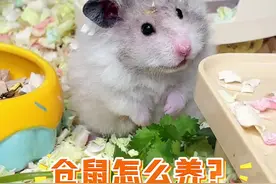 仓鼠怎么养？养仓鼠新手必须牢记的12点#仓鼠 #金丝熊 #新手养鼠指南视频封面