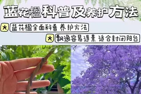 温柔有意境的植物：蓝花楹 全面科普和养护方法分享给大家～#爱生活爱养花 #我的阳台小花园 #蓝花楹 #好看的花一定要分享给你 #养护小知识视频封面