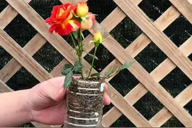 月季花根本不用买，剪根枝条就能扦插成活#种植小技巧 #花卉绿植 #月季 #扦插视频封面