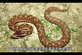 广西的蛇视频封面