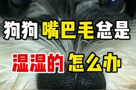 狗狗的嘴巴毛总是湿湿的怎么办#比熊 #泰迪 #马尔济斯