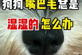狗狗的嘴巴毛总是湿湿的怎么办#比熊 #泰迪 #马尔济斯