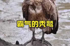 秃鹫的强悍#动物科普