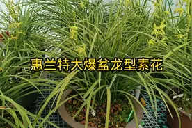 #上热门 #精品兰花 #园艺生活 #爱生活爱养花 一大爆盆惠兰龙形草