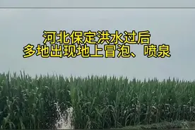 河北保定洪水过后 多地出现地上冒泡、喷泉#洪水过后 #河北洪水视频封面