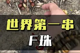世界第一串佛珠，无患子。可谓真是无忧无患。 #文玩爱好者 #盘手串有多上头 #文玩人 #无患子 #佛珠手串视频封面