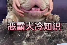 恶霸犬冷知识#养狗经验分享 #科学养宠攻略 #肉狗养殖 #萌宠好物 #恶霸犬视频封面