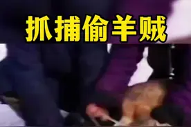 偷羊贼野狼被牧民抓住，涂油漆是怎么回事？#神奇动物在这里 #野生动物零距离 #动物世界 #内容启发搜索