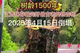 4月15日，南昌湾里太平村1500年树龄的古银杏树倒塌，甚为遗憾。该树植于南朝时期，是江西保存最完好、最古老的银杏树。古树本来有些倾斜，近期因风大下雨导致倒塌，现场正采取措施进行保护性抢救。祈愿千年银杏焕发蓬勃生机，重现美好家园。视频最后是2024年11月29日拍摄的深秋时节满树金黄的古银杏。#千年古树 #银杏树 #网红树 #银杏 #湾里银杏树视频封面