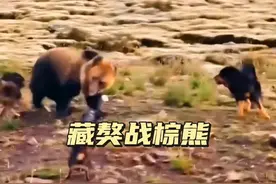 藏獒战棕熊 棕熊进入居民区捕猎家畜，遭遇忠心守护家园的藏獒，棕熊会知难而退吗#棕熊 #藏獒凶猛 #解说版动物世界#凶猛动物#熊有多可怕 #牧区原生藏獒