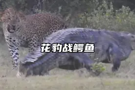 花豹与鳄鱼正面相对发生大战，不料双方都被对方拿住软肋难分高低#野生动物零距离视频封面