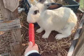 #萌宠日常记录 沉浸式看小白兔啃胡萝卜～超治愈