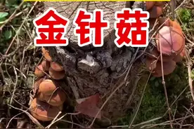 真假野生金针菇，金针菇黏，条盖盔孢伞不黏 视频封面