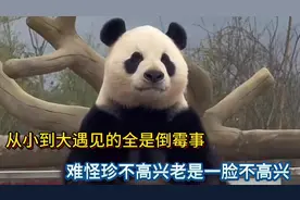 从小到大遇见的老是倒霉事，难怪珍不高兴老是一脸不高兴#大熊猫视频封面
