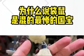 澳大利亚的袋鼠作为国宝混的也太惨了#冷知识 #科普知识 #有趣的知识又增长了视频封面