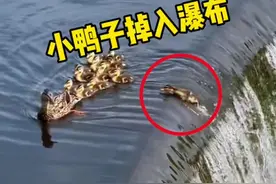 为什么小鸭子都喜欢排成队跟着母鸭走呢？#鸭子 #小鸭子 #动物的迷惑行为