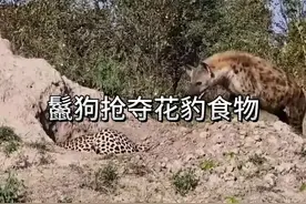 倒霉的花豹刚完成捕猎便被打劫 #看动物世界品百味人生 #野生动物零距离视频封面