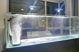 #黑尾大勾#群游鱼  1000条黑尾大勾群游的效果#水族爱好者视频封面