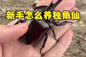 独角仙怎么养，新手小白上手饲养教程 #甲虫 #神奇动物在抖音 #独角仙