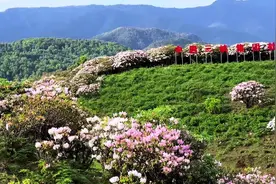 从会东县到会理地届上的黄柏乡看杜鹃花海 #记录 #家乡的变化