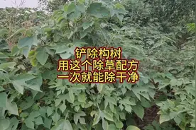 铲除构树，用这个小配方，一遍就能除干净 #2024新农人计划视频封面