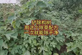 铲除构树，用这个小配方，一遍就能除干净 #2024新农人计划视频封面