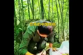 你能捏碎野核桃吗？ #力量训练  #野核桃  #握力器视频封面