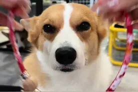 便宜又好看的驱虫小项圈，出去玩再也不用怕小虫子啦！ #柯基 #狗狗 #驱虫项圈 #狗狗驱虫 #科学养宠攻略视频封面