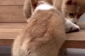 柯基的基因可真是狗界泥石流啊，没想到还是田园犬完胜了 #哈士奇 #柯基 #德牧 #金毛 #泰迪视频封面