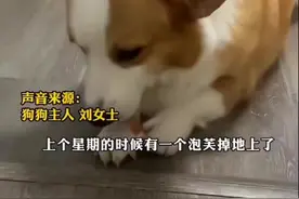 柯基吃过泡芙不肯吃狗粮，绝食七天把自己饿到吐黄水。#春节请上车 #毛孩子 #柯基绝食视频封面