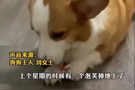 柯基吃过泡芙不肯吃狗粮，绝食七天把自己饿到吐黄水。#春节请上车 #毛孩子 #柯基绝食视频封面