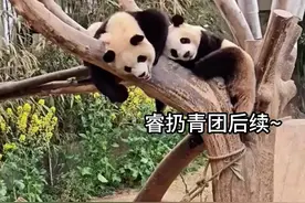 睿宝扔青团后续来了，赶紧下树道歉， 宋三岁彻底失去了光军的信任#睿宝辉宝 #来这吸熊猫 #大熊猫福宝 #睿宝辉宝和爷爷视频封面