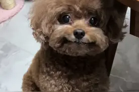 国庆节带狗子吃牛肉火锅，祝大家节日快乐 #萌宠出道计划 #萌宠 #狗狗 #萌到爆炸了💥 #国庆吃喝玩乐节