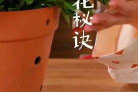 矮牵牛爆花原来这么简单？这3个小秘诀轻松拿捏#创作灵感 #养花小知识 #花卉养护 #爆花技巧 #抖音创作季视频封面
