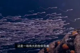 人体受孕过程#医学科普 #怀孕那些事 #备孕 #孕期知识视频封面