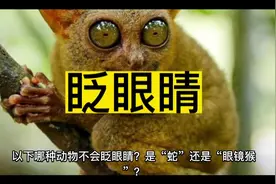 以下哪种动物不会眨眼睛？是“蛇”还是“眼镜猴”？ 正确答案是