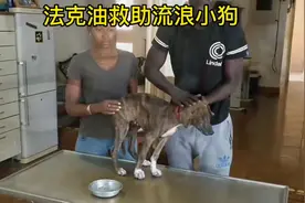 #热门 清理小狗狗🐶身上的马蝇幼虫。