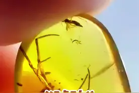 说说课文中琥珀的形成过程 #四下 《琥珀》#课后习题 #学霸秘籍视频封面