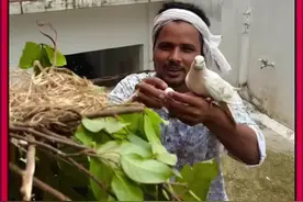 男人帮助鸽子寻找鸽子蛋 #善待动物关爱生命 #神奇动物在抖音 #万物皆有灵性