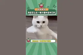 你是怎么在一堆小猫中选中它的呢#小猫#猫咪#可爱#娱乐评论大赏