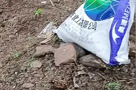 菜心最省工的种植方法