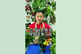 第一次修剪长寿花，休息这三点 #花卉绿植 #长寿花  #养花小知识 #长寿花的修剪视频封面