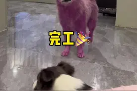 这回像不像玲娜贝儿……（遵守平台规定，部分镜头予以删除）#阿拉斯加 #傻狗的日常 #萌宠出道计划 #抖in萌宠计划