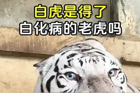 白虎是得了白化病的老虎吗？ #白虎 #孟加拉虎白虎 #动物园白虎 #白色老虎 #宫百万