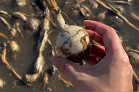 慈姑：生长在泥土里却长得白白净净的，一种原产于我国的蔬菜。#植物科普 #慈姑#茨菇 #慈菇视频封面