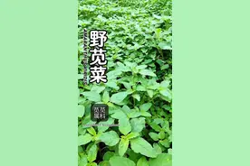 野苋菜要比“培育种植”的苋菜好吃的多#植物科普 #你的家乡有这种植物吗 #野菜 #凡心说植物 #草本植物