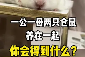 一公一母两只仓鼠养在一起，你会得到什么？#仓鼠 #金丝熊 #新手养鼠指南